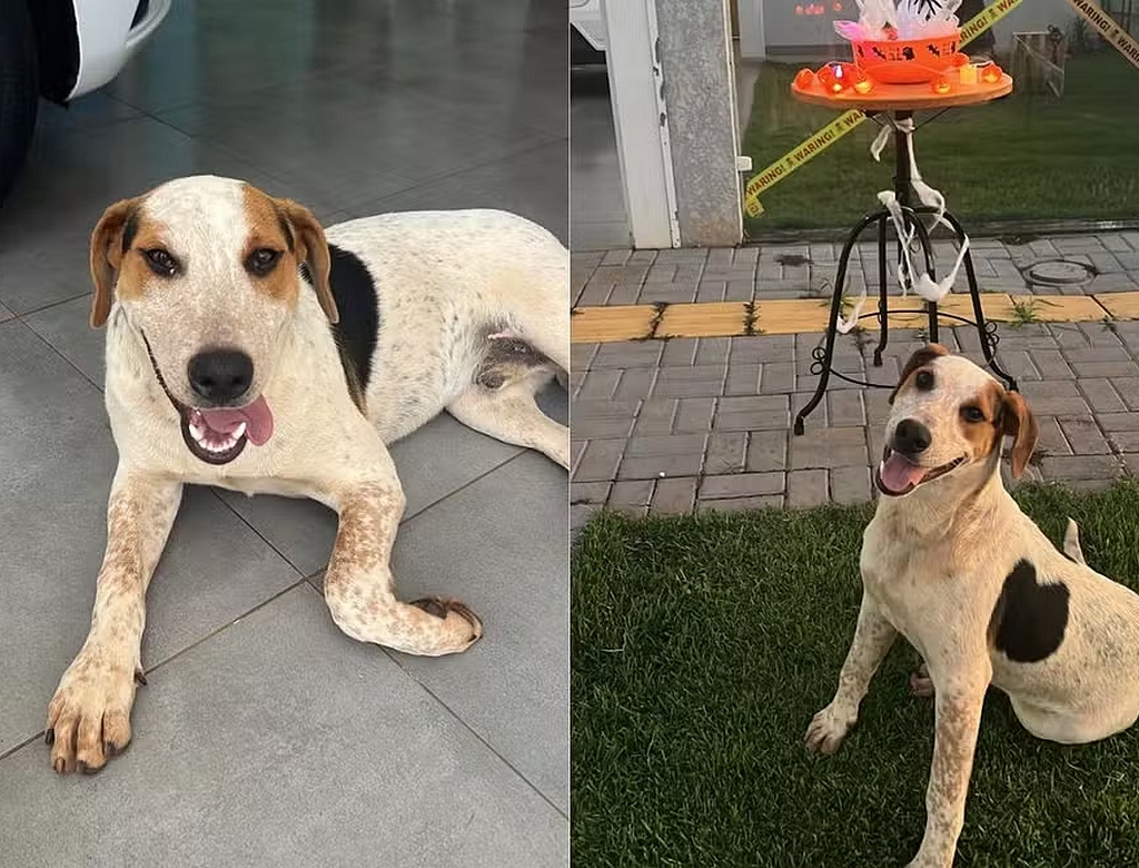 Cachorro Abacate (Foto Reprodução Redes Sociais)