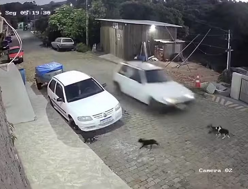 Cachorro (foto Reprodução Redes Sociais)