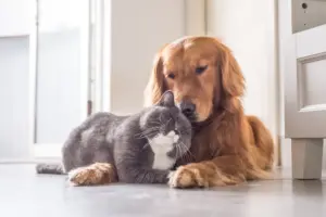 Os 10 nomes de pets mais populares no Brasil: veja o ranking completo