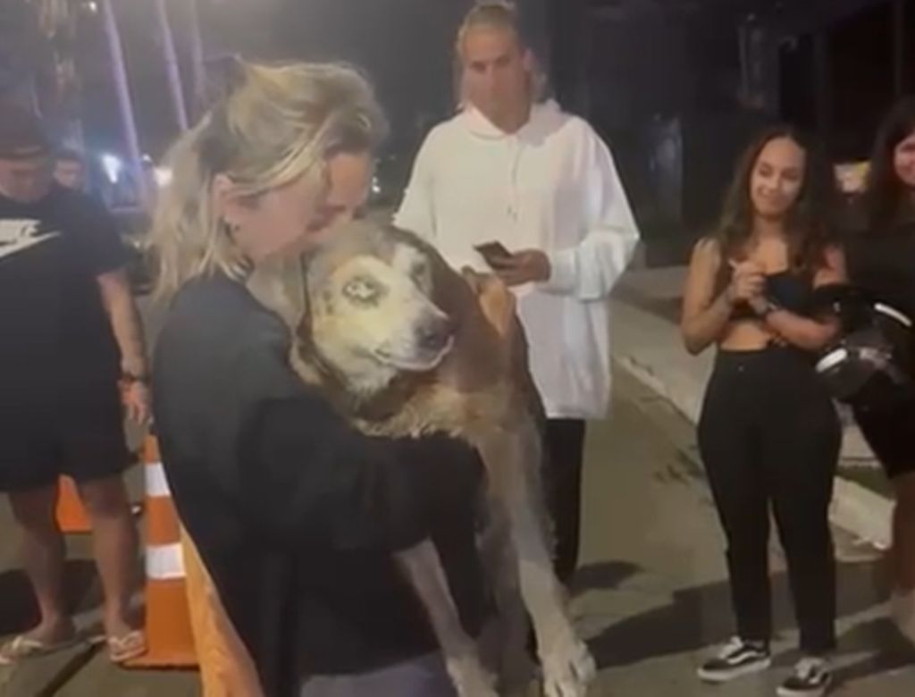 Vídeo mostra resgate dramático de cão cego preso em bueiro em bairro de luxo; VEJA VÍDEO!