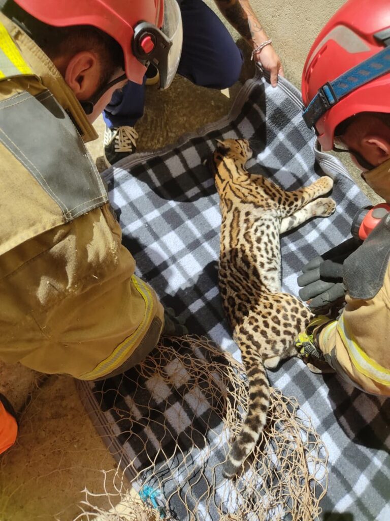 Jaguatirica é capturada dentro de residência em Minas; VEJA VÍDEO!