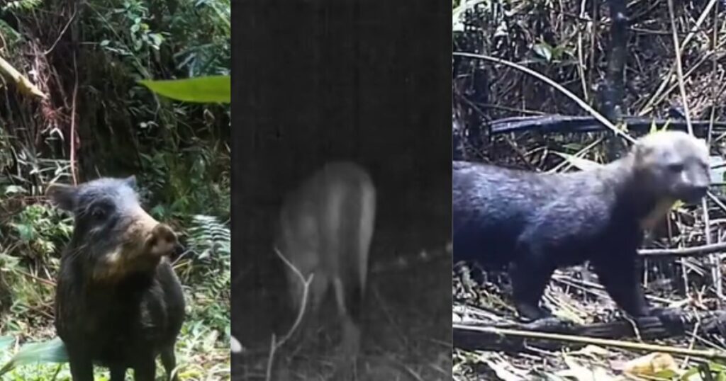 Imagens revelam vida animal rara que ainda circula pela mata de cidade em SC; VEJA VÍDEO!