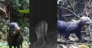 Imagens revelam vida animal rara que ainda circula pela mata de cidade em SC; VEJA VÍDEO!