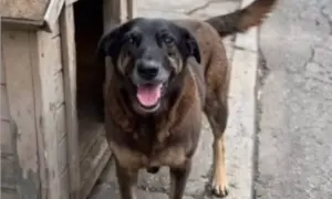 Justiça arquiva investigação sobre morte do cão Orelha em Florianópolis
