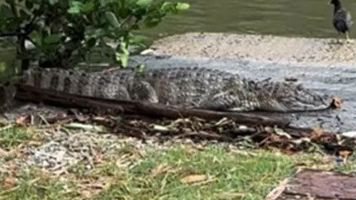 Cantor se assusta ao encontrar jacaré no quintal de casa no Rio; veja vídeo