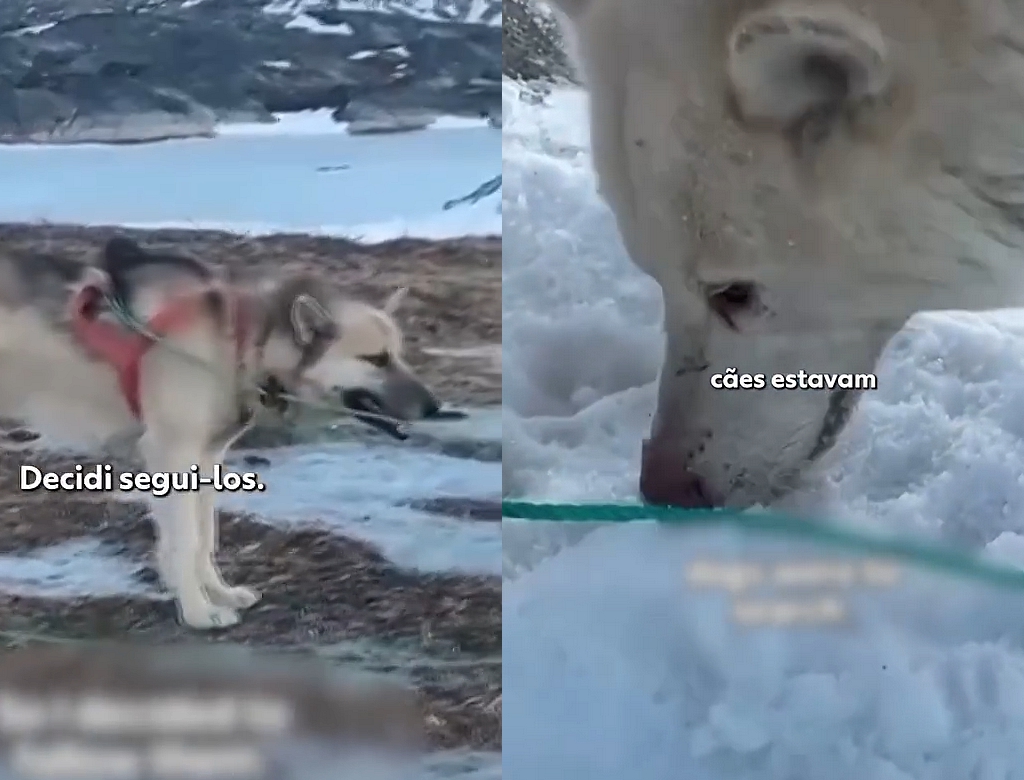 Animais (Foto Reprodução Redes Sociais)