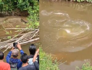 Crocodilo de quase 5 metros ataca mulher que coletava marisco; VEJA VÍDEO