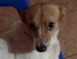 Cachorra cai em poço de 3 metros e é resgatada por bombeiros; VEJA VÍDEO