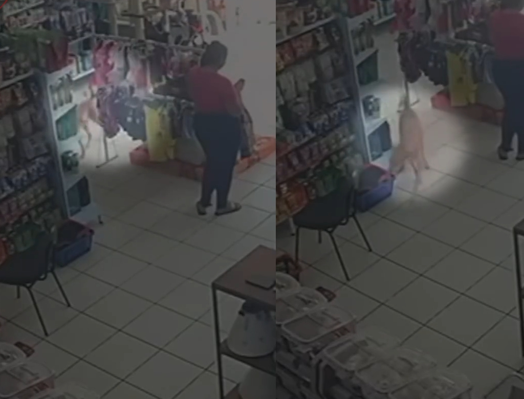 Cachorro (Foto Reprodução Redes Sociais)