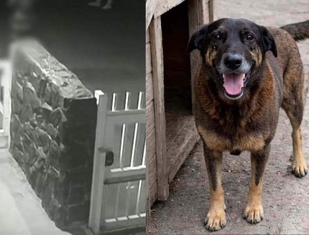 Cachorro Orelha (foto Reprodução Redes Sociais)