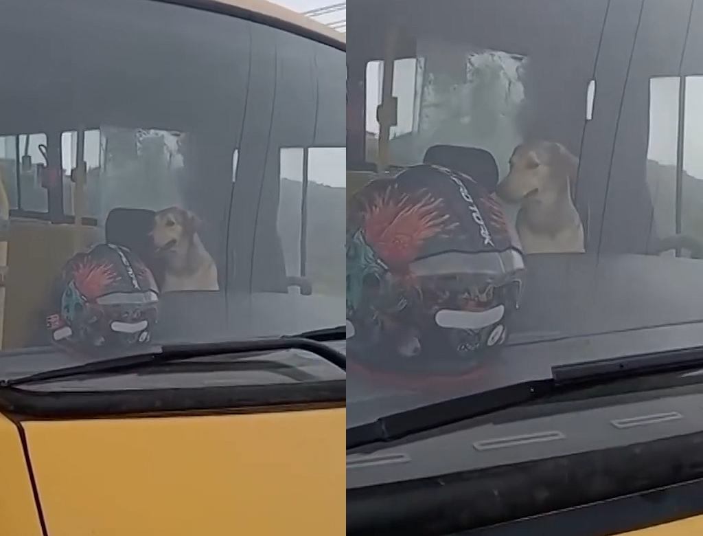 Cachorro (foto Reprodução Redes Sociais)