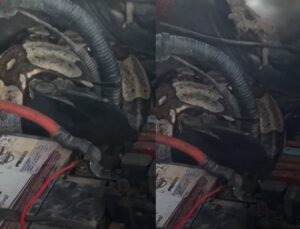 Cobra gigante é encontrada dentro do motor de carro e bombeiros são chamados; VEJA VÍDEO