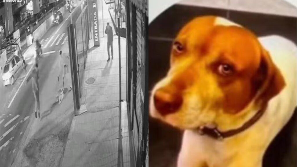 PM é identificado como suspeito pela morte de cachorro comunitário em SP