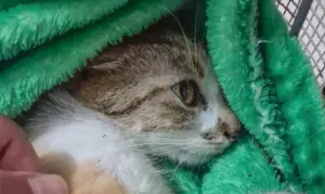 Gata é resgatada após ser jogada do 12º andar em Curitiba