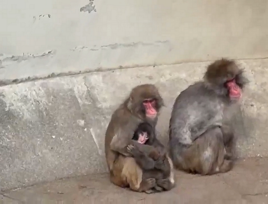 Macaco (Foto Reprodução Redes Sociais) 