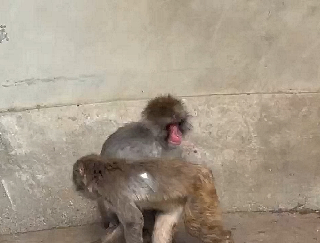 Macaco (Foto Reprodução Redes Sociais) 