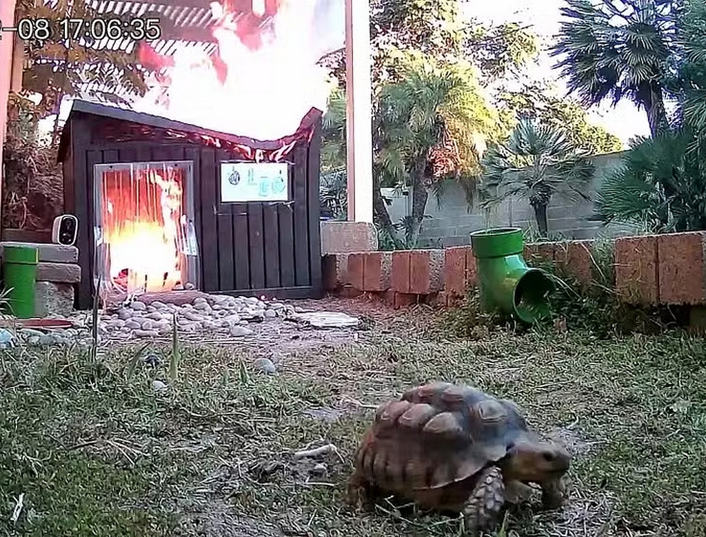 Tartaruga (Foto Reprodução Redes Sociais)