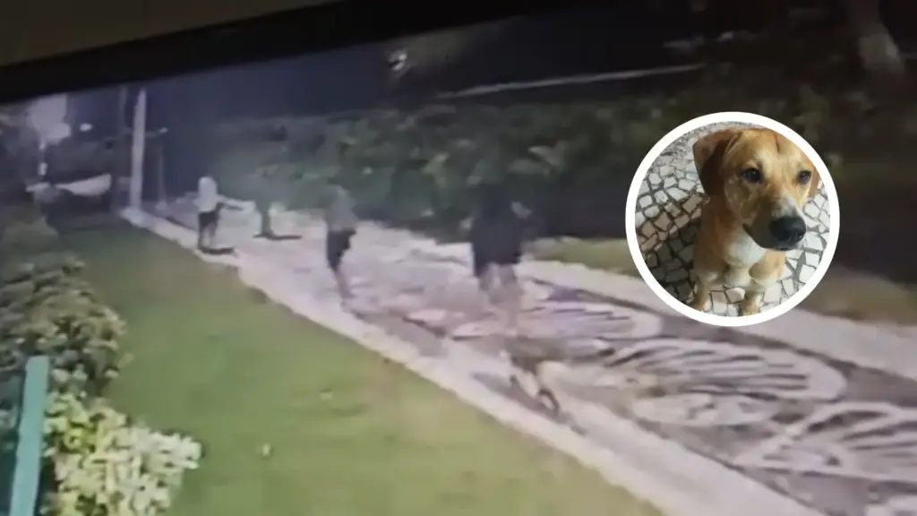 Adolescentes tentaram capturar Caramelo duas vezes, mas foram impedidos; VEJA VÍDEO!