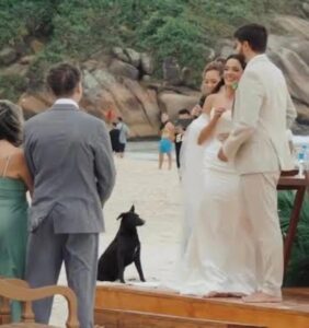 Vídeo mostra cão Orelha como ‘convidado ilustre’ de casamento e emociona; ASSISTA!