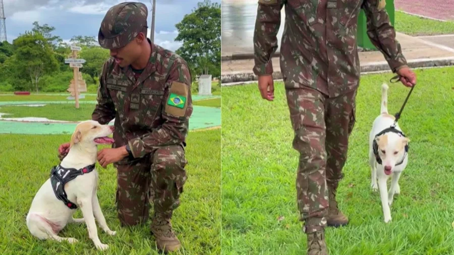 Cadela atacada por sucuri é salva por militares e ganha novo lar no Pará; veja vídeo