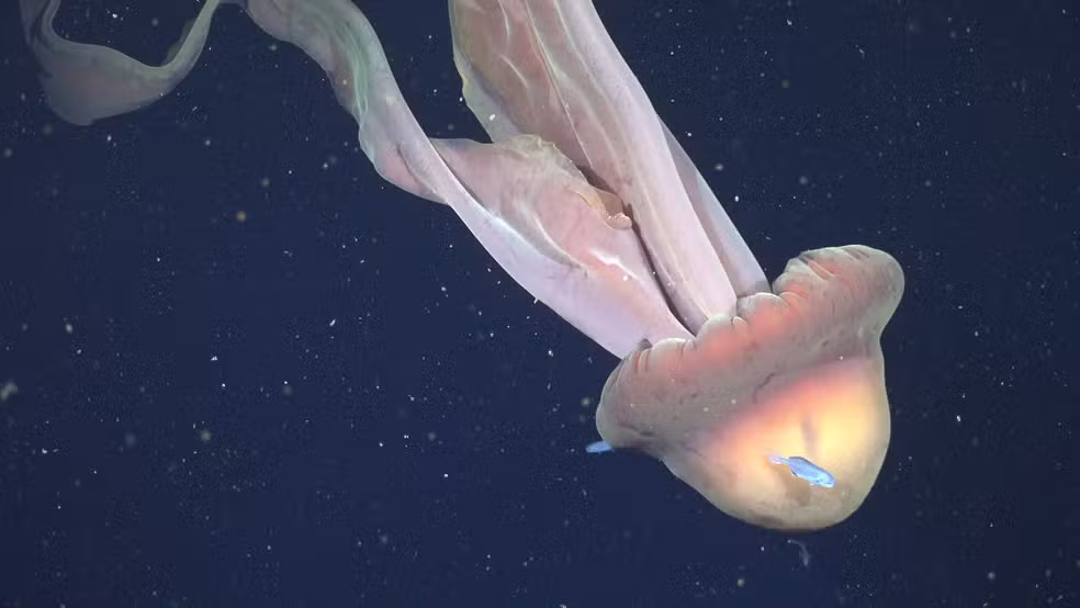 Água-viva fantasma gigante é flagrada por expedição científica; VEJA VÍDEO!