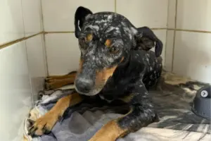 Cachorro comunitário é vítima de ataque brutal no interior do RS