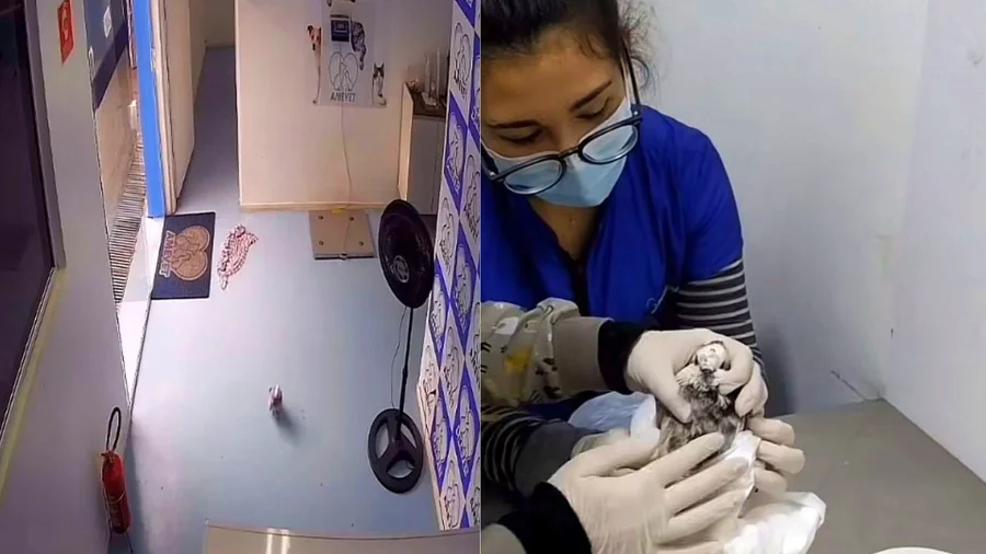 Pomba ferida invade clínica veterinária sozinha e pede ajuda
