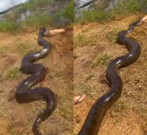 Sucuri gigante é flagrada pegando cachorro no quintal de casa em MS; VEJA VÍDEO!