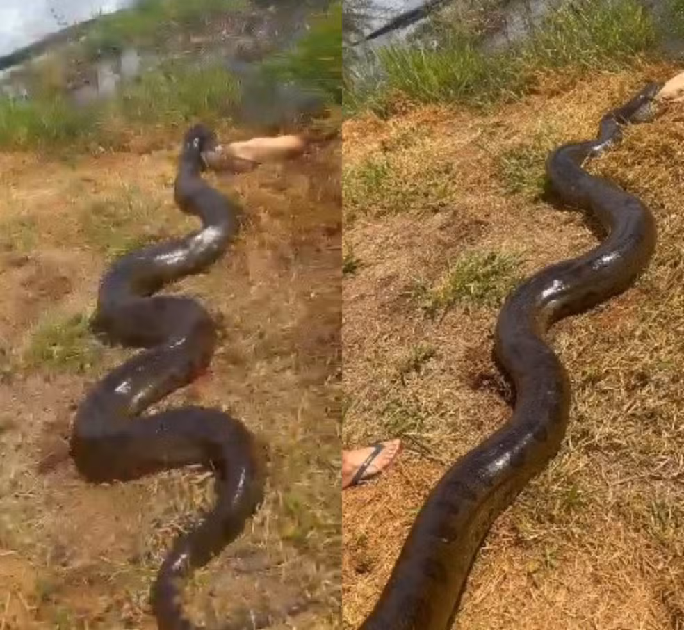 Sucuri gigante é flagrada pegando cachorro no quintal de casa em MS; VEJA VÍDEO!