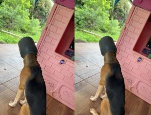 Cachorro fica com leiteira presa na cabeça e precisa de ajuda dos Bombeiros; VEJA VÍDEO
