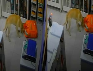 Cadela invade pet shop, morde saco de ração e foge antes de dona chegar; VEJA VÍDEO