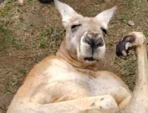 Descubra se vídeo de canguru recebendo comida de visitantes em zoológico é real; VEJA