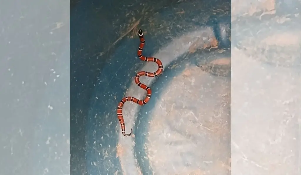 Cobra venenosa é resgatada dentro de casa; VEJA VÍDEO!