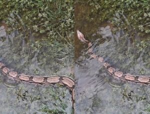 Cobra gigante se esconde dentro de motor de carro e assusta moradores; VEJA VÍDEO