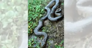 Sucuri engole cachorro em uma fazenda de Mato Grosso do Sul; VEJA VÍDEO!