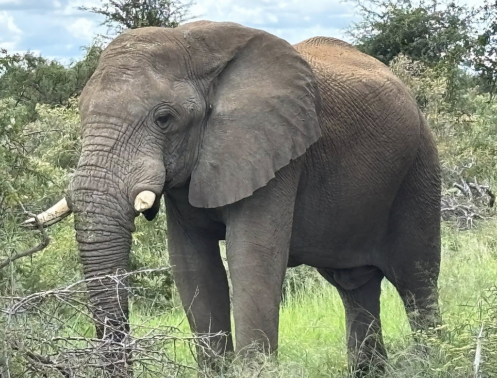 Elefante (foto Reprodução Redes Sociais)