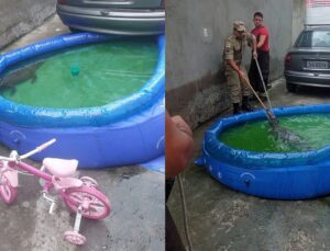Jacaré aparece em piscina de plástico de criança e assusta moradores; VEJA VÍDEO