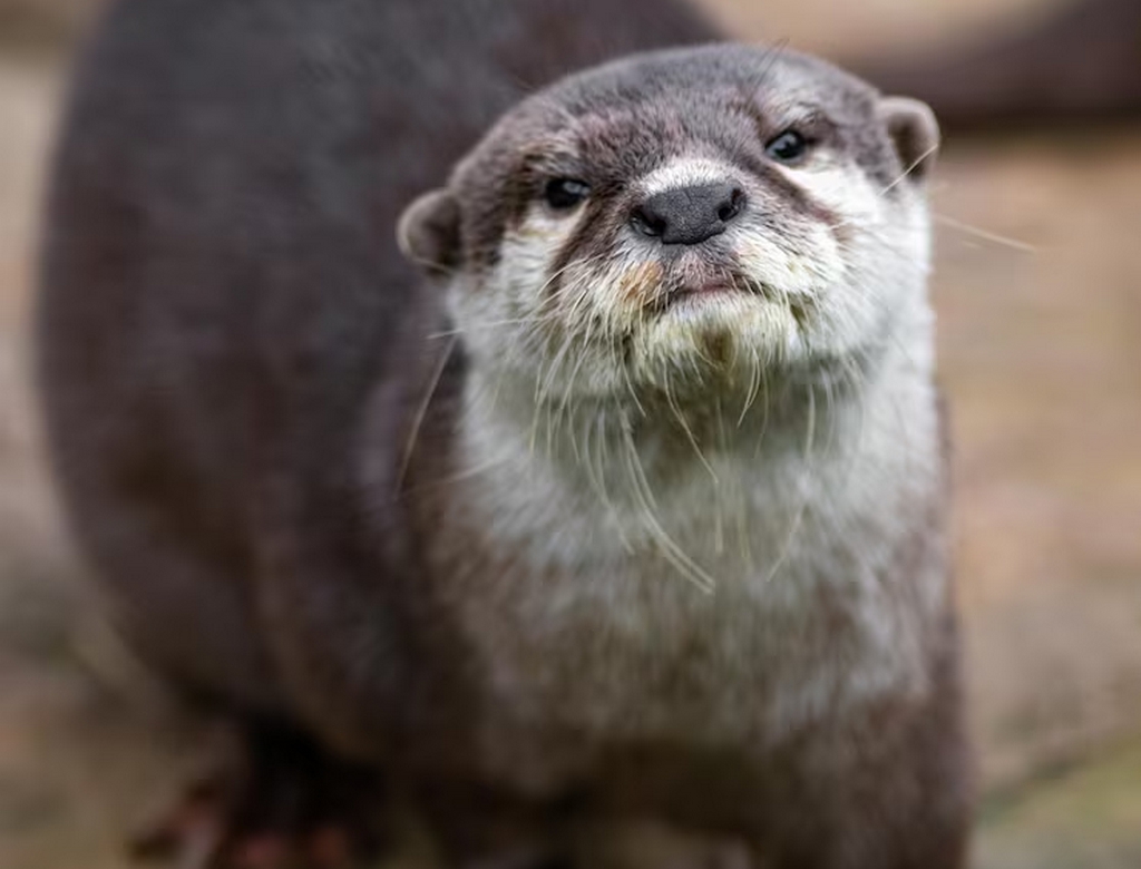 Lontra (foto Reprodução Redes Sociais)