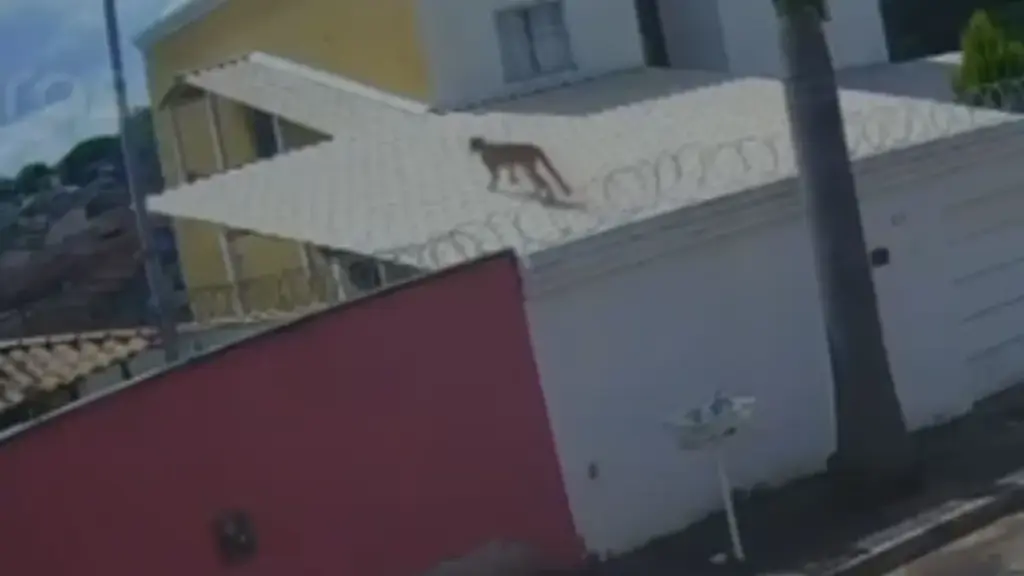 Onça é vista pela terceira vez escalando árvore e subindo em casas; VEJA VÍDEO!