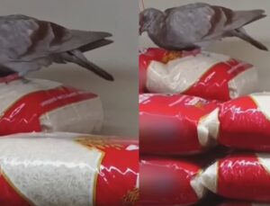 Pombo é flagrado ciscando pacotes de arroz em mercado em SP; VEJA VÍDEO