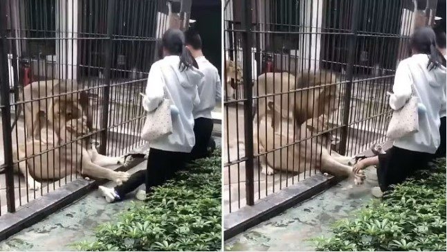 Criança é atacada por leoa em zoológico e pai luta para salvar filha; VEJA VÍDEO!