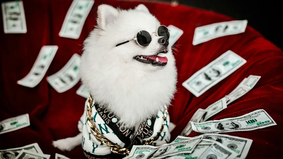 Pets podem receber sua herança no Brasil? Entenda