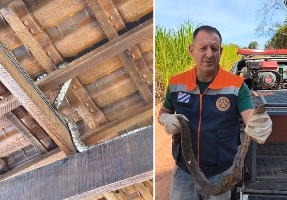 Cobra jiboia é capturada em telhado de casa no interior de SP; VEJA VÍDEO!