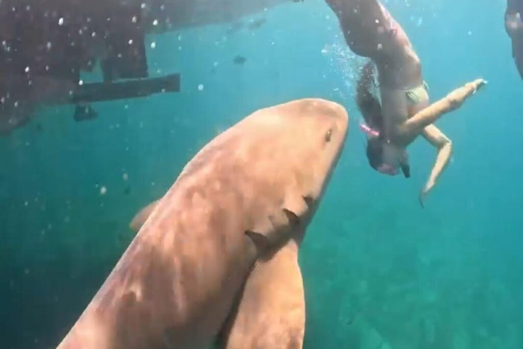 Vídeo inédito mostra novo ângulo de mordida de tubarão-lixa a turista em Fernando de Noronha