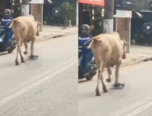 Boi é flagrado com objeto inusitado no meio da rua; VEJA VÍDEO
