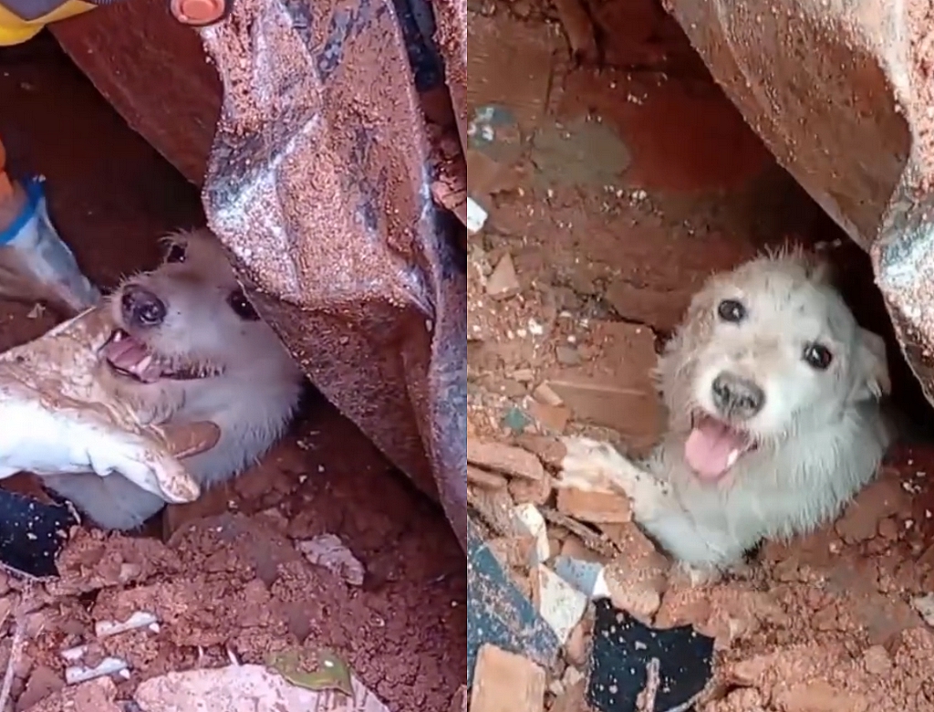 Cachorro (Foto Reprodução Redes Sociais)