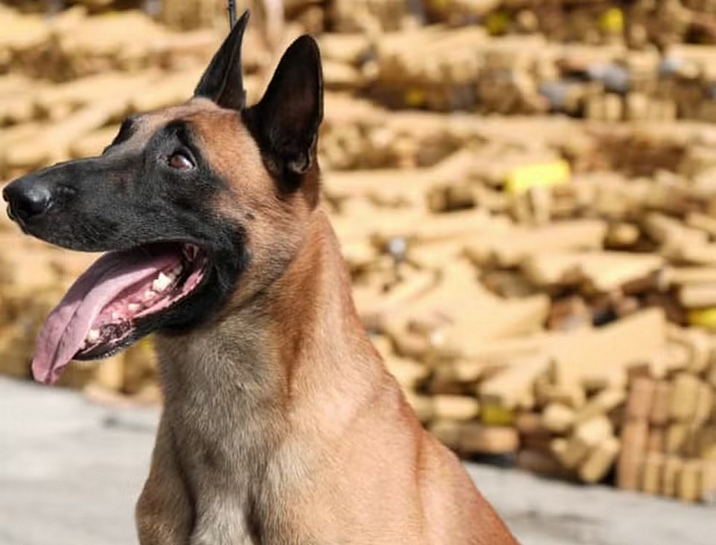 Cachorro (Foto Reprodução Redes Sociais)
