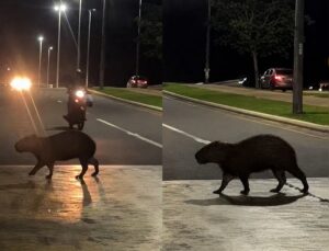 Capivara enorme assusta moradores ao aparecer no meio da rua; VEJA VÍDEO