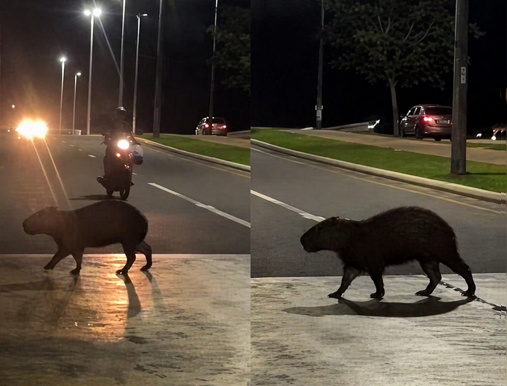 Capivara enorme assusta moradores ao aparecer no meio da rua; VEJA VÍDEO