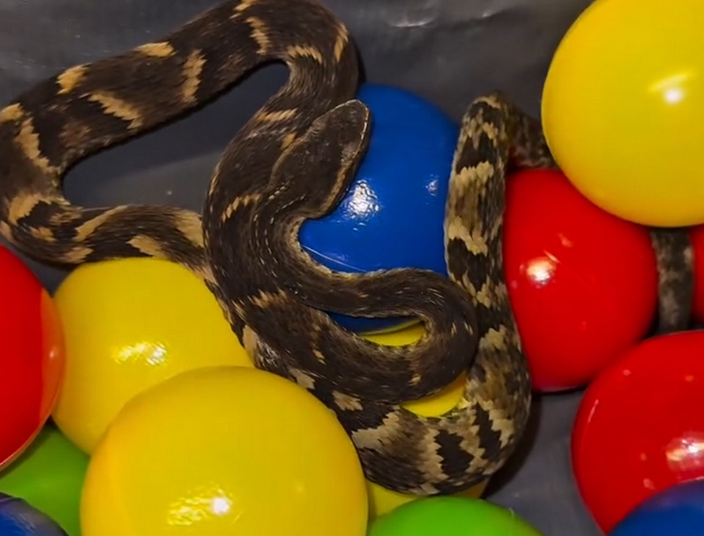 Cobra (Foto Reprodução Redes Sociais)